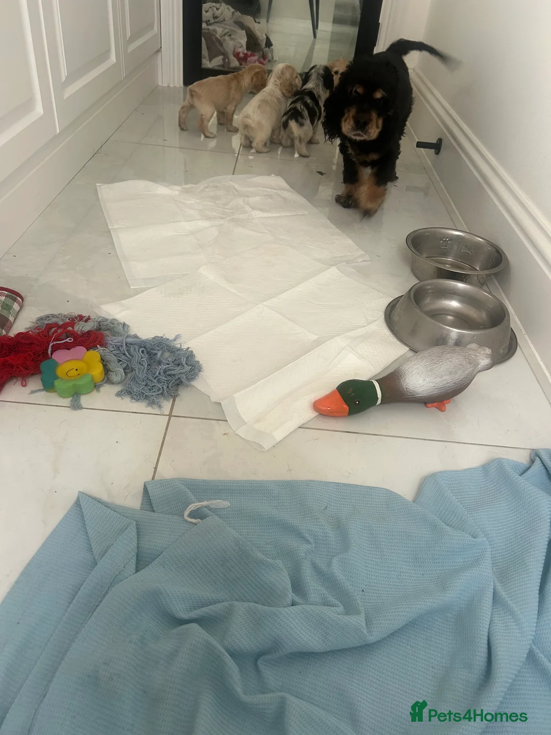 Cocker Spaniel dogs for sale: Super Cute little boys ready in a few days! - Advert 7