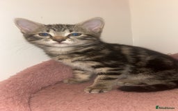 British Shorthair cats for sale: 1 Females kitten  - Advert 3