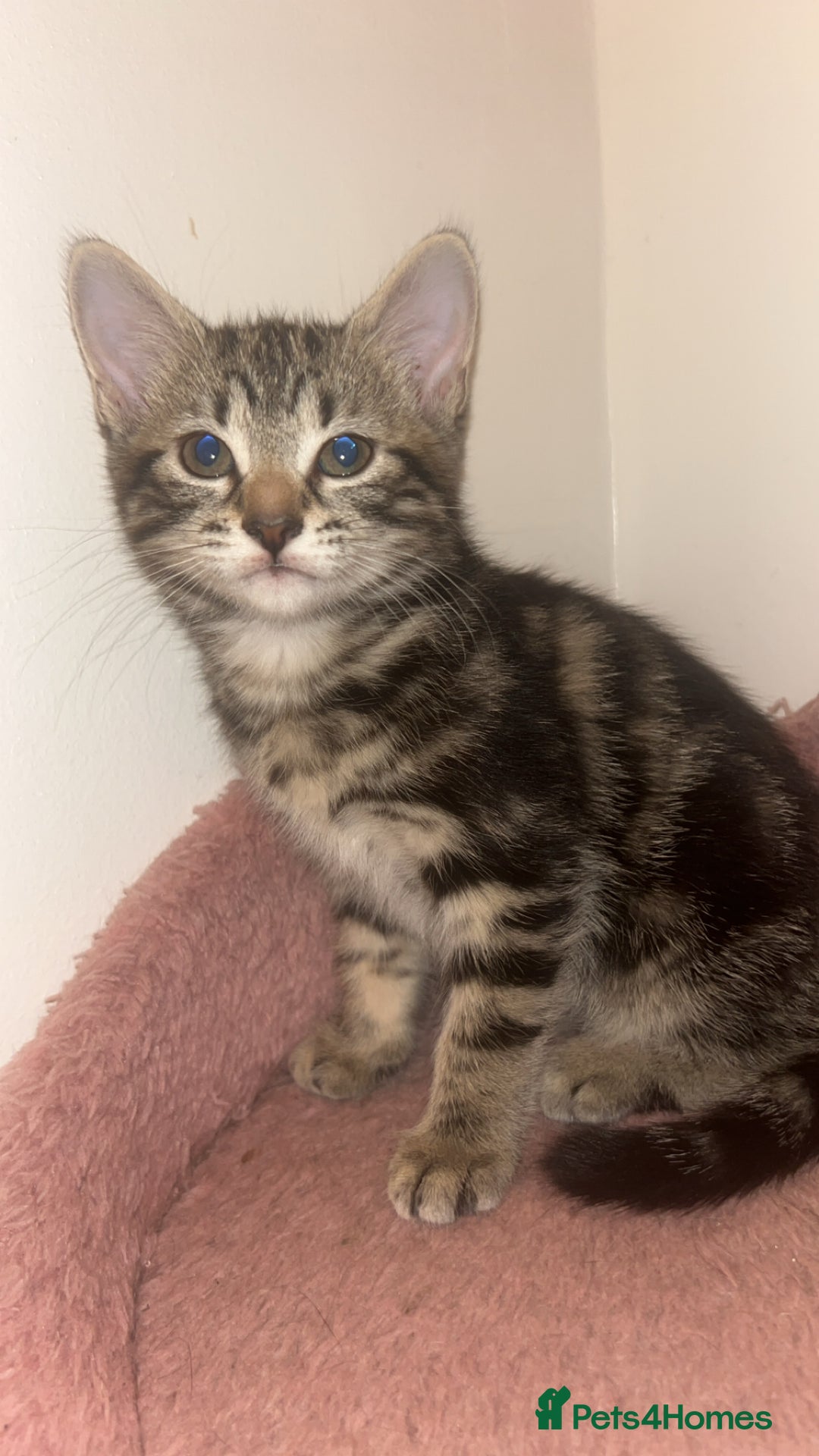 British Shorthair cats for sale: 1 Females kitten  - Advert 3