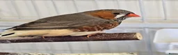 Finches birds for sale: Lovely breeding pair of zebra finches  in South Shields - Advert 6