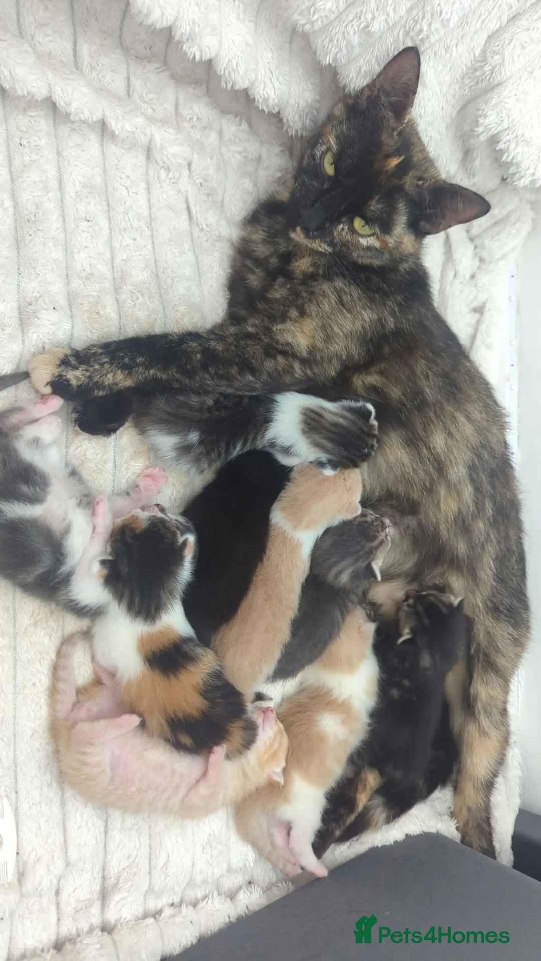 Mixed Breed cats for sale: Beautiful Family raised kittens 💕 in Waterlooville - Advert 1