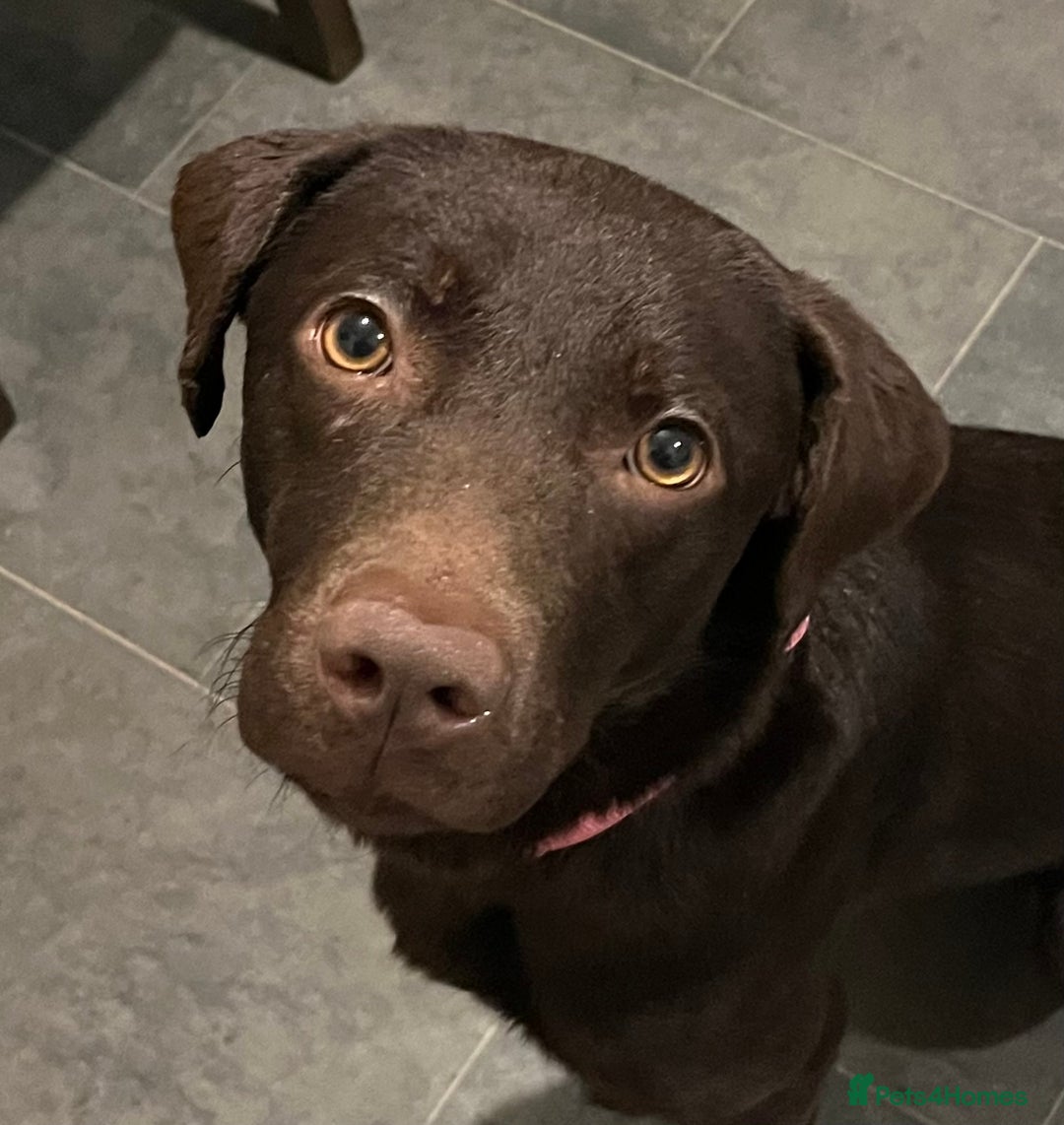 Labrador Retriever dogs for sale: Gorgeous chocolate female  - Advert 1