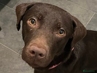 Labrador Retriever dogs Gorgeous chocolate female - Advert 1