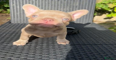 French Bulldog dogs - Advert 9