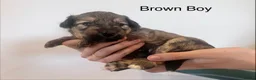 Mixed Breed dogs for sale: Lassie/Border Collie X Miniature Poodle - Advert 18