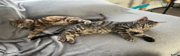 Mixed Breed cats for sale: Two siblings cats  - Advert 3