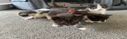 Ragdoll cats for sale: Beautiful Ragdoll Cross Kittens 🐾 - Advert 13