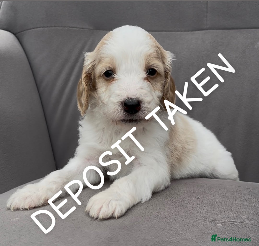 Cockapoo dogs for sale: stunning cockapoo puppies  - Image 19