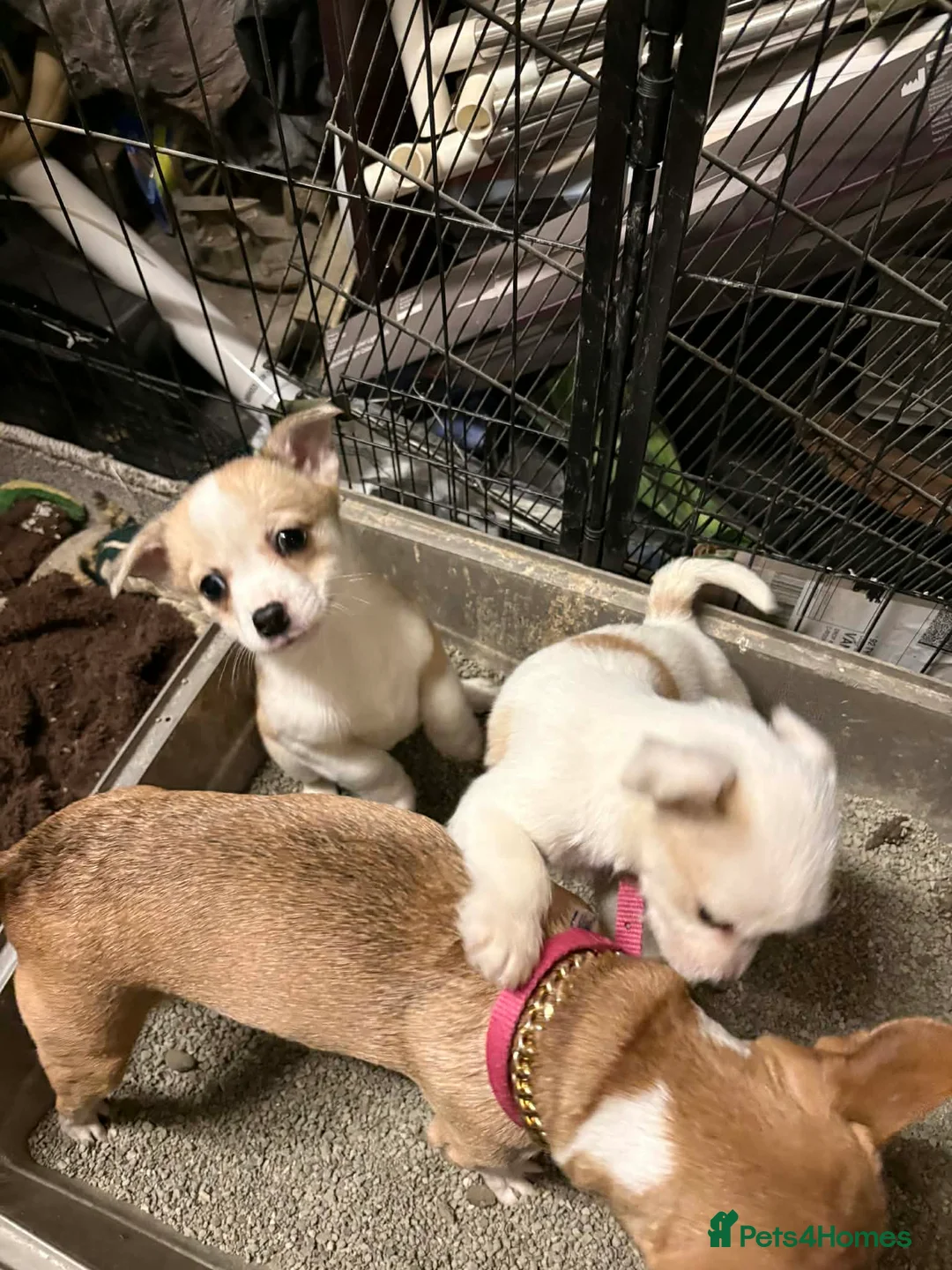 Mixed Breed dogs for sale: Adorable Toy Chi-Tzu Puppies - Advert 1