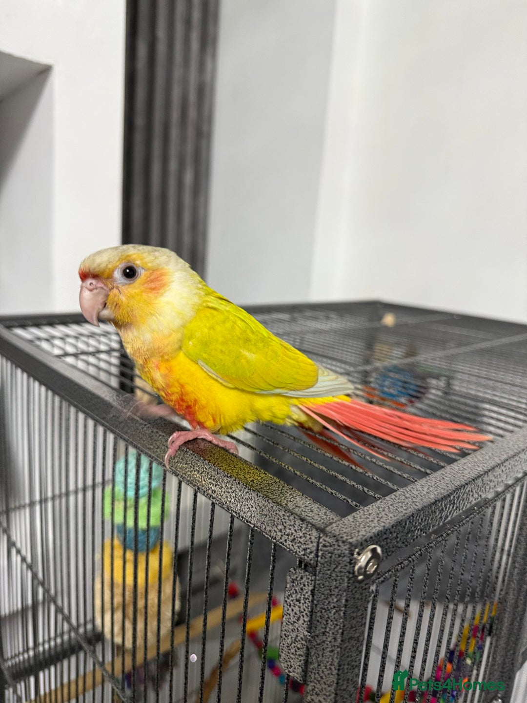 Conures birds for sale: Hand reared Suncheek conure + cage & accessories  - Image 3