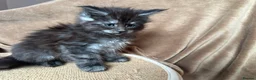 Maine Coon cats for sale: TICA Maine coon Kittens Smoke/Silver - Advert 15