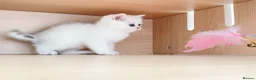 British Shorthair cats for sale: British Shorthair Silver & Golden Shaded Kittens - Advert 12