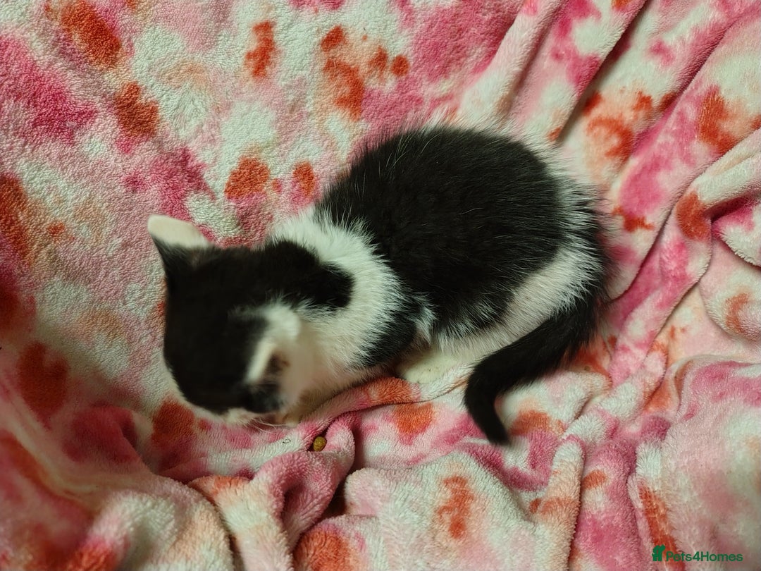 Mixed Breed cats for sale: Black and white kittens - Image 4