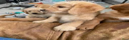 Labradoodle dogs for sale: Miniature Red Labradoodles - Advert 6