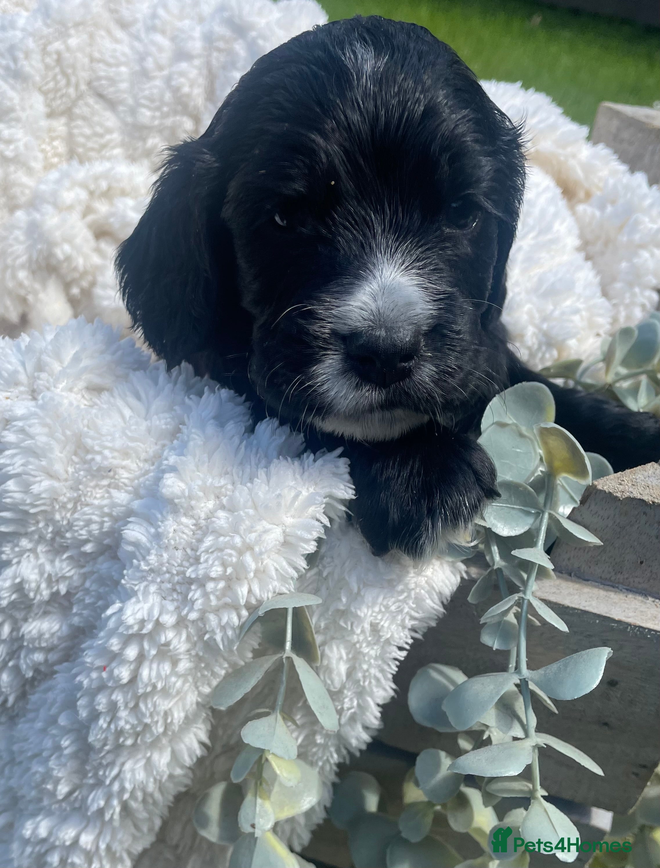 Cockapoo dogs for sale: Stunning F1b Cockapoo puppies - Advert 18