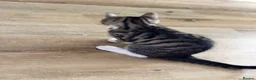 Mixed Breed cats for sale: Beautiful tabby kittens  - Advert 9