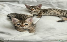 Savannah cats for sale: Britishpride F7 Savannah Kittens Male and female  - Image 6