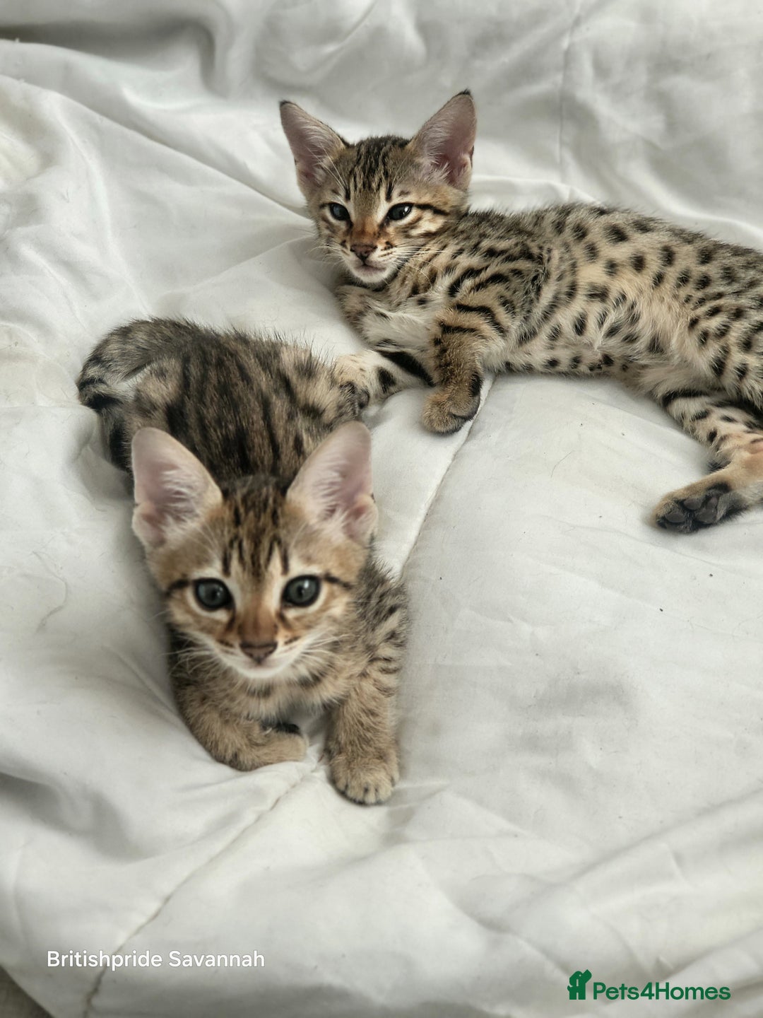 Savannah cats for sale: Britishpride F7 Savannah Kittens Male and female  - Image 6