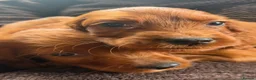 Irish Setter dogs for sale: TWO BOYS AVAILABLE READY TO LEAVE - Advert 14