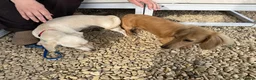 Miniature Dachshund dogs for stud: Beautiful Long Haired Full Cream Dachshund *Stud* - Advert 9