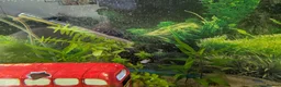 Platies fish for sale: Complete 165L Planted Aquarium Setup + Stock in Herne Bay - Advert 11