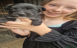 Mixed Breed dogs for sale: 2 female parson terrier x terrier mix - Image 3