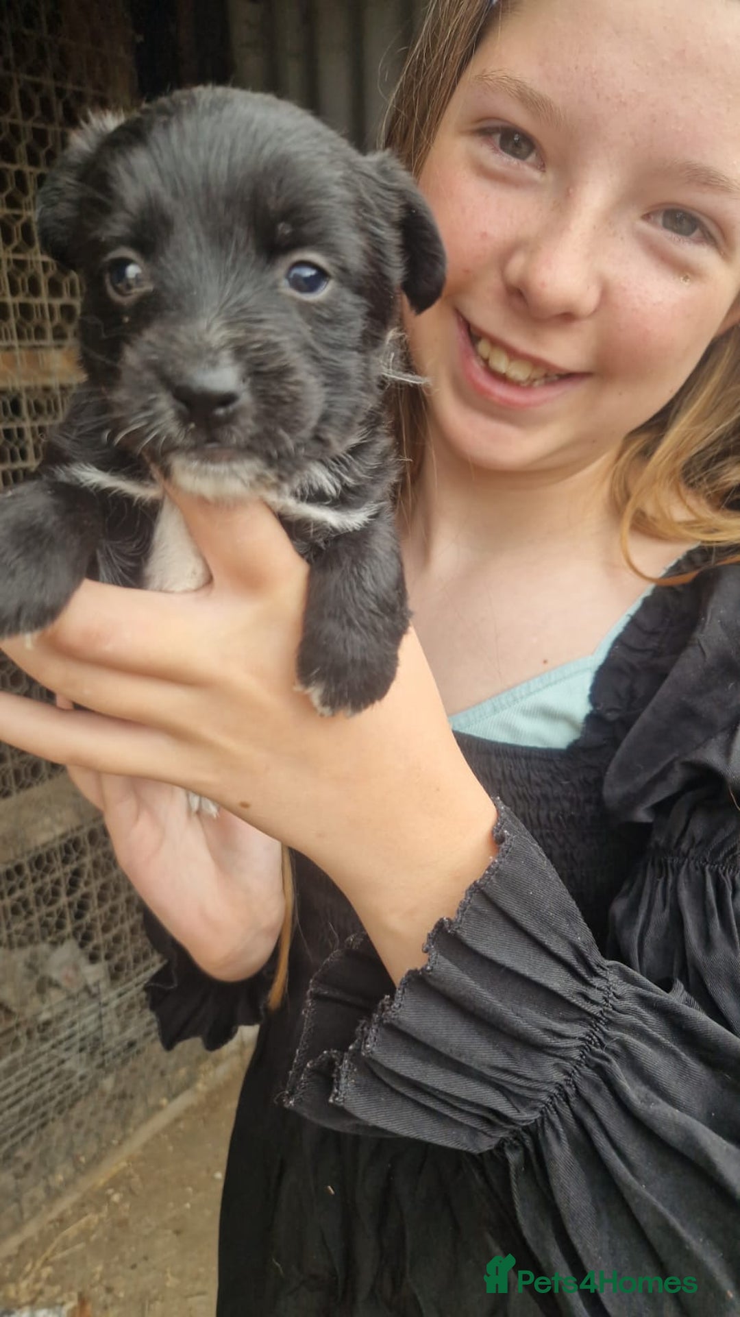Mixed Breed dogs for sale: 2 female parson terrier x terrier mix - Image 3