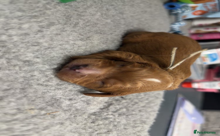 Cavapoo dogs - Advert 1