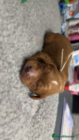 Cavapoo dogs - Advert 13