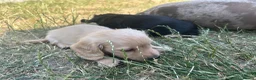 Miniature Dachshund dogs for sale: KC miniature dachshunds - Advert 3