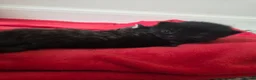 Mixed Breed cats for sale: Kittens  in Worksop - Advert 4