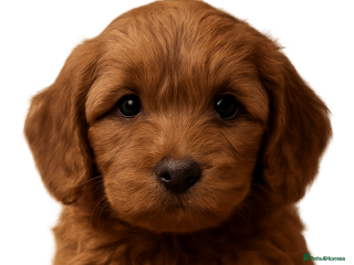 Cockapoo dogs 5* Miniature F1b Cockapoo Puppies - Advert 2