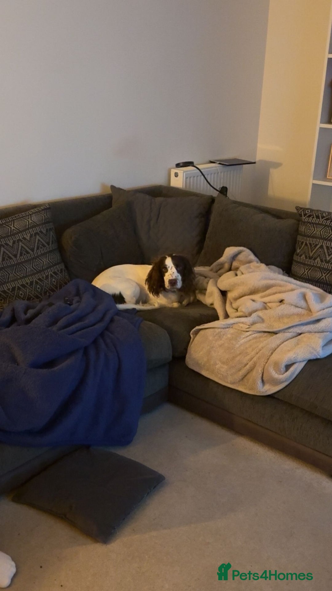 Sprocker dogs for adoption: 💖🐶 NOVA 🐶💖 - Advert 5