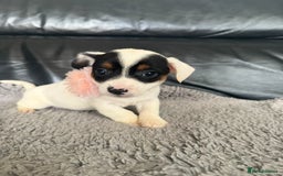 Jack Russell dogs for sale: 8 beautiful jack Russell puppies 5 girls 3 boys  - Image 7
