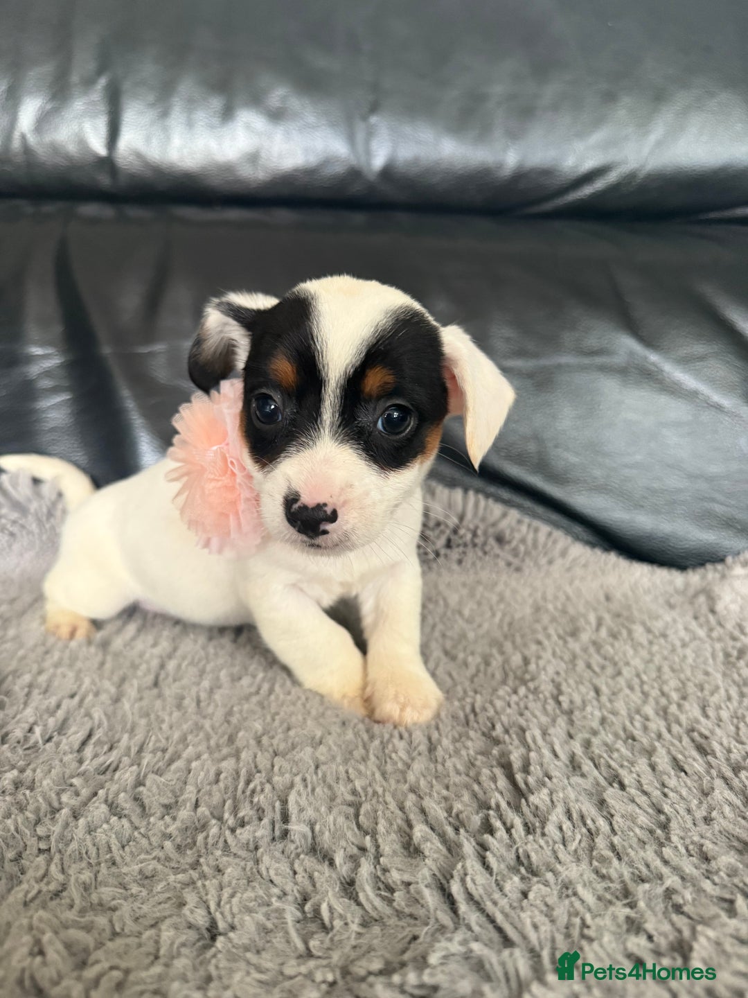 Jack Russell dogs for sale: 8 beautiful jack Russell puppies 5 girls 3 boys  - Image 7