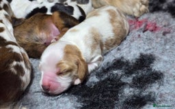 Cocker Spaniel dogs for sale: KC Registered Cocker Spaniels ready for Christmas - Image 20