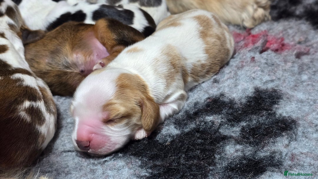 Cocker Spaniel dogs for sale: KC Registered Cocker Spaniels ready for Christmas - Image 20