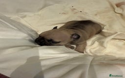 French Bulldog dogs for sale: Gorgeous Frenchie pups - Image 1