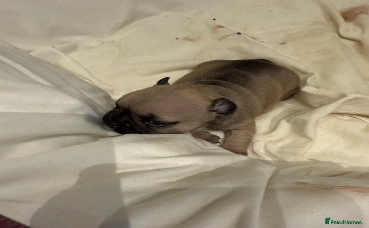 French Bulldog dogs - Advert 3