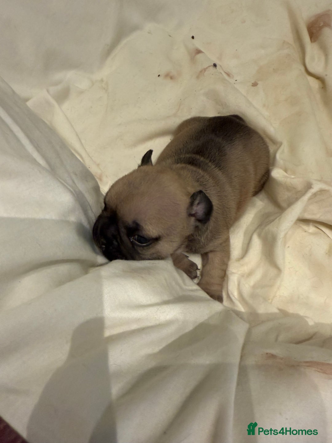 French Bulldog dogs for sale: Gorgeous Frenchie pups - Image 1