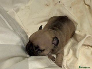 French Bulldog dogs - Advert 5