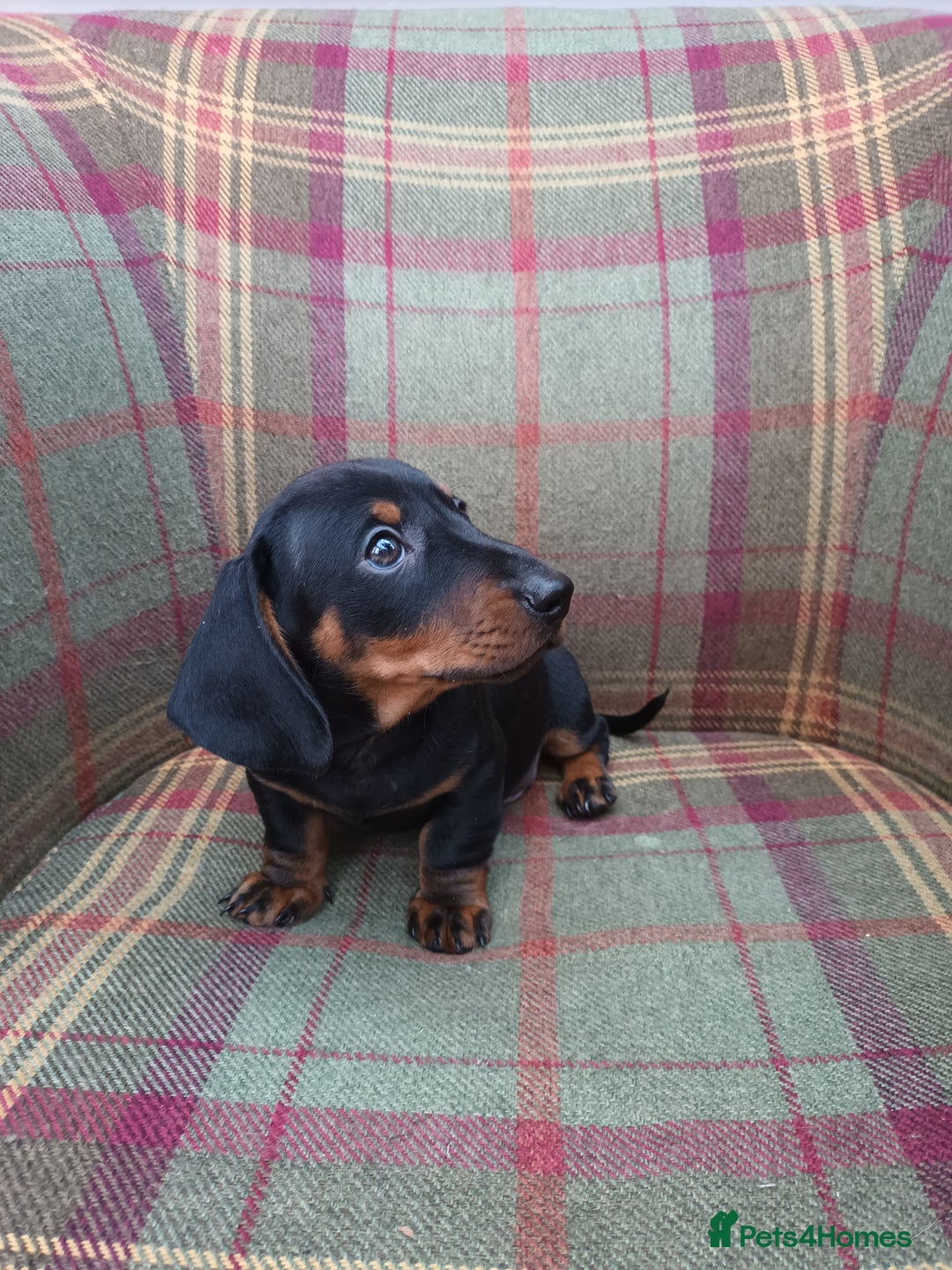 Miniature Dachshund dogs for sale: Black and Tan Miniature Dachshund Puppies 3 Boys - Advert 13