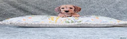 Miniature Dachshund dogs for sale: Silkie Mini Dachshund Puppies  - Advert 11
