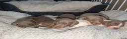 Miniature Dachshund dogs for sale: Gorgeous Purebred Miniature Dachshund Puppies - Advert 23