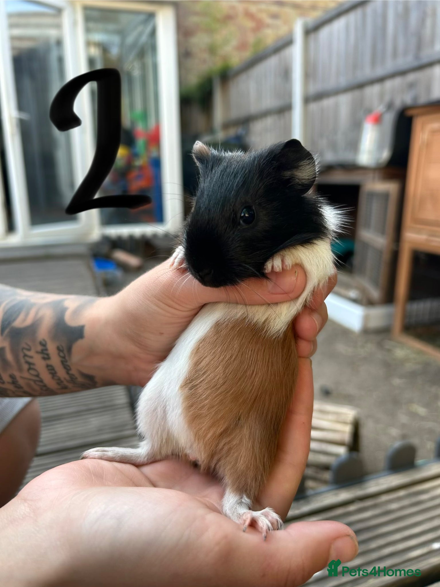 Guinea Pig rodents ‼️£50 a pair‼️ - Advert 1