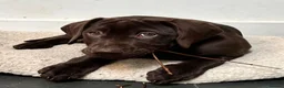 Mixed Breed dogs for sale: A great companion dog - Advert 12