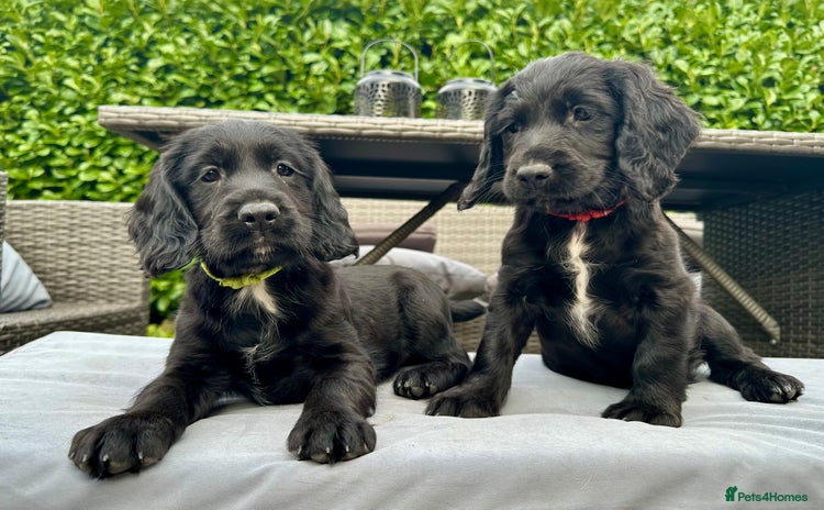 Mixed Breed dogs - Advert 8