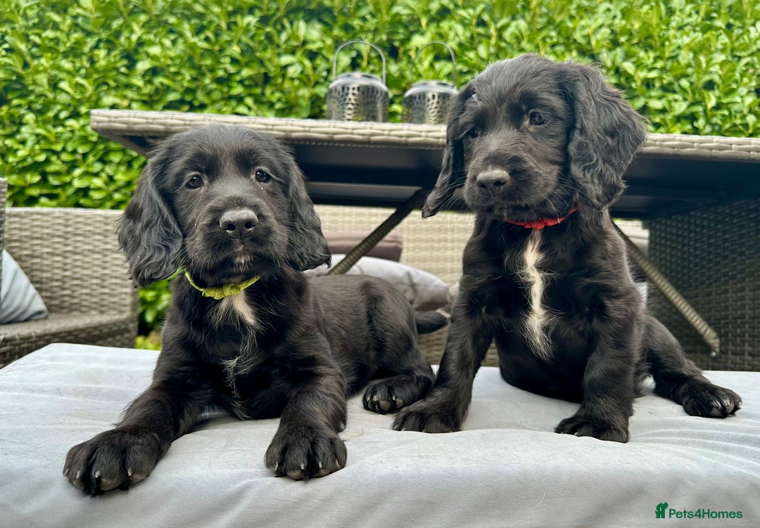 Mixed Breed dogs for sale: Gorgeous litter of 8 x F1 Sprocker Spaniels - Image 1
