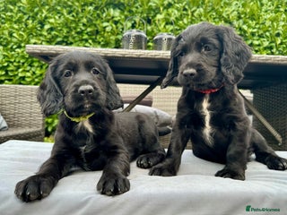 Mixed Breed dogs - Advert 2