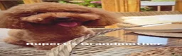 Toy Poodle dogs for stud: Rupert - Toy Poodle - Essex based in Colchester - Advert 9